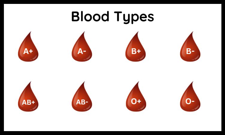 Different Blood Types